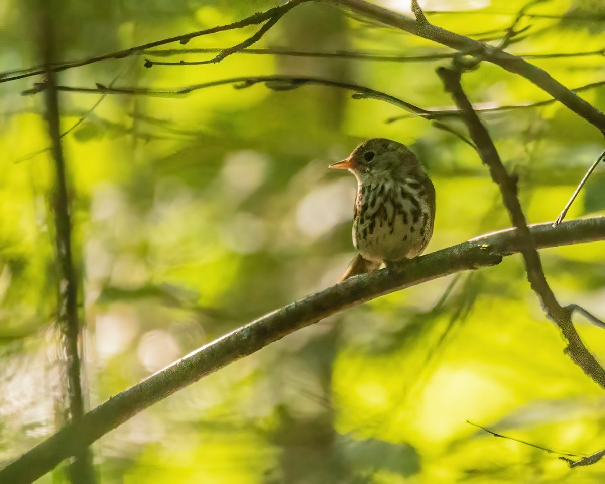 Ovenbird - Marc Boisvert