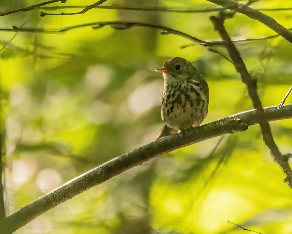 Ovenbird - ML593468401