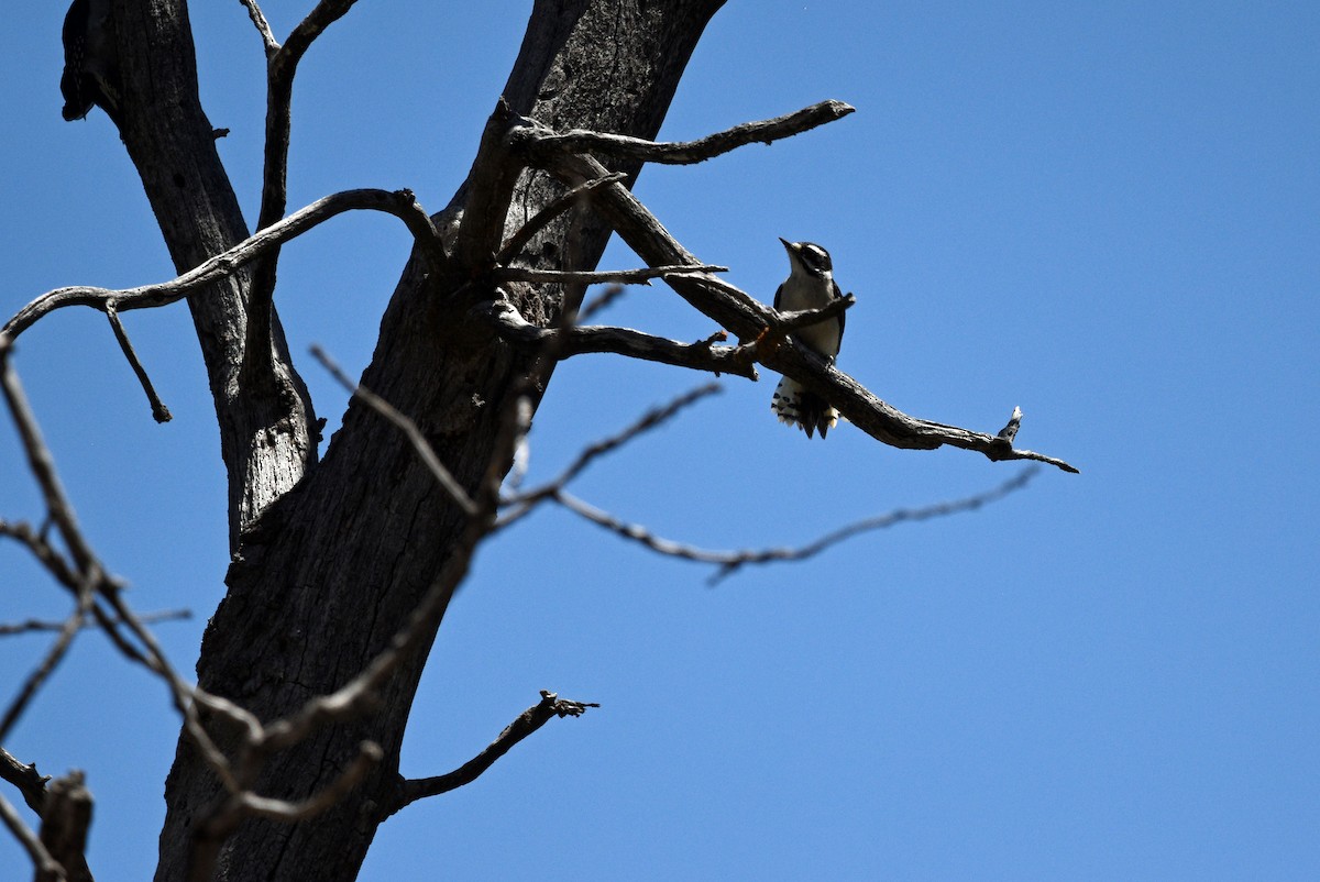 Downy Woodpecker - ML593468971