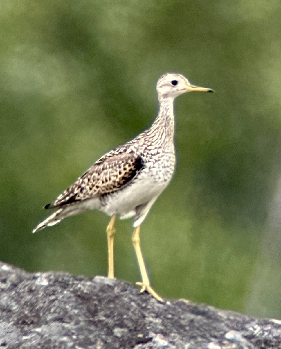 Upland Sandpiper - ML593469101