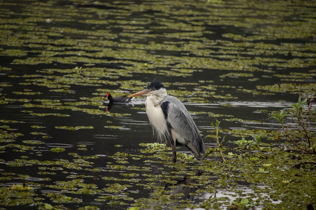 Cocoi Heron - Fernanda  D'Addezio