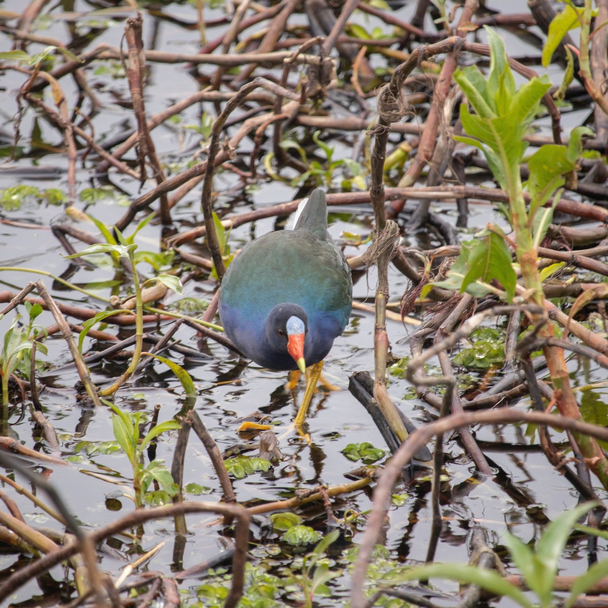 Purple Gallinule - Fernanda  D'Addezio