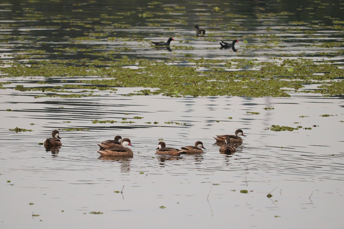 White-cheeked Pintail - ML593469551