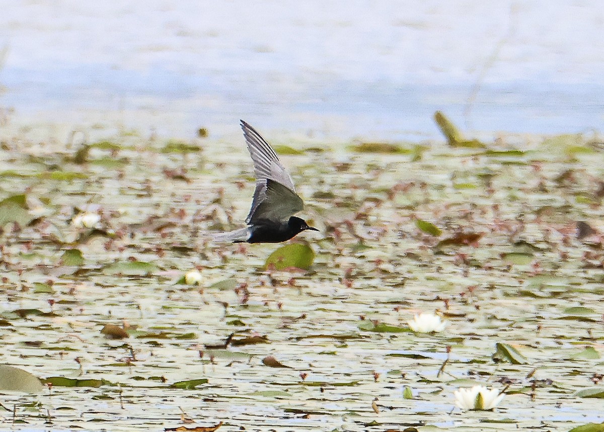 Black Tern - ML593469731