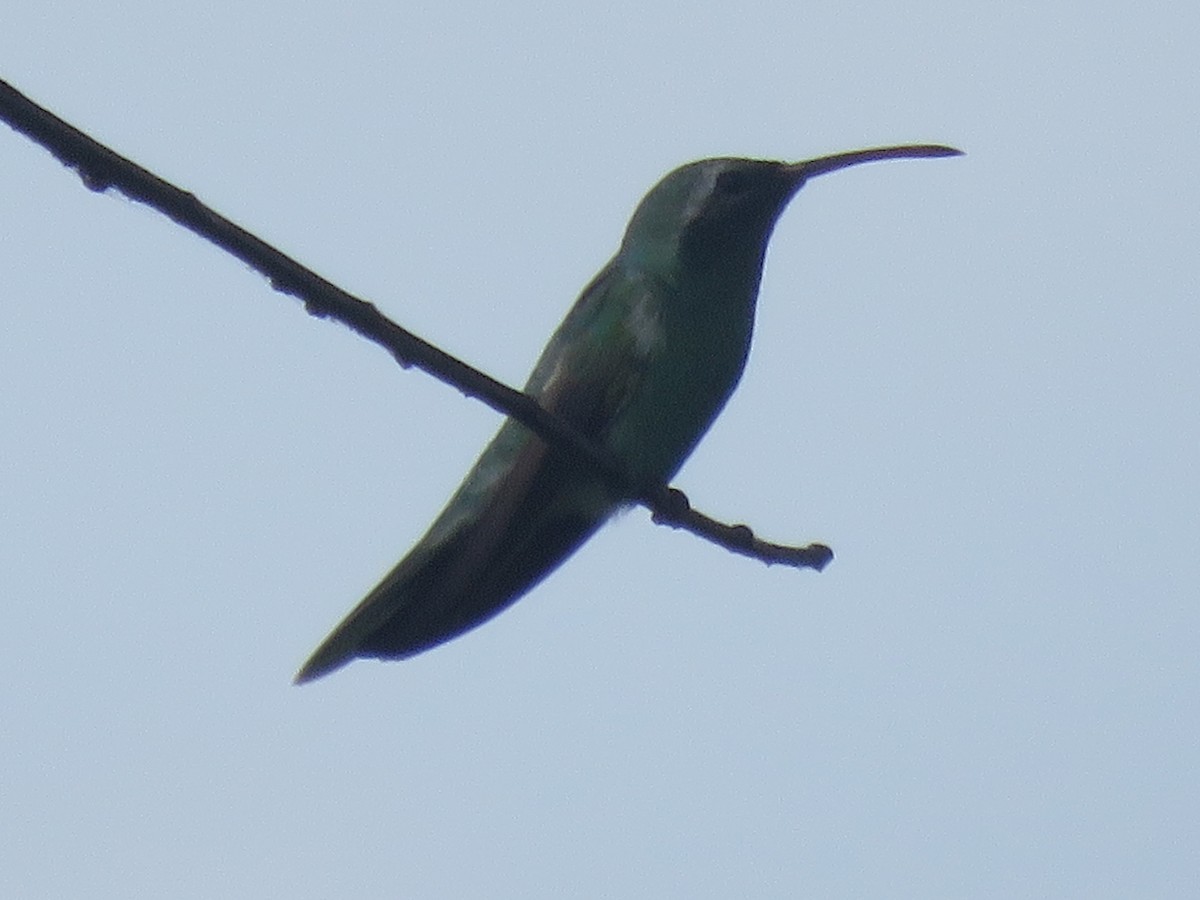 White-tailed Goldenthroat - Juan Zambrano