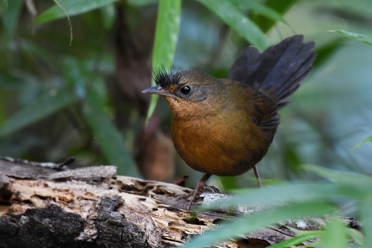 Slaty Bristlefront - ML593470831