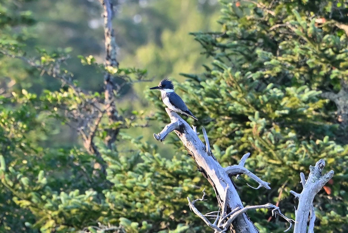 Belted Kingfisher - ML593471381