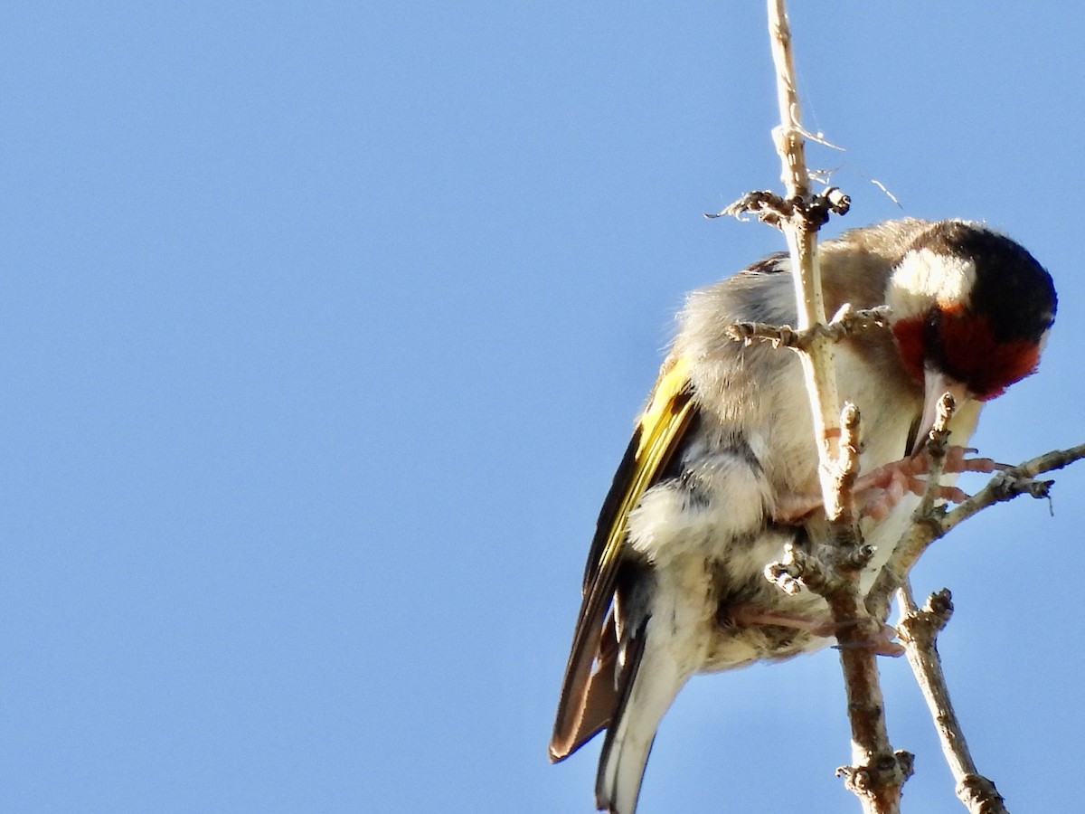 European Goldfinch - Laurie Miraglia