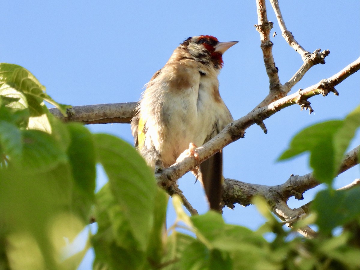 European Goldfinch - ML593472211