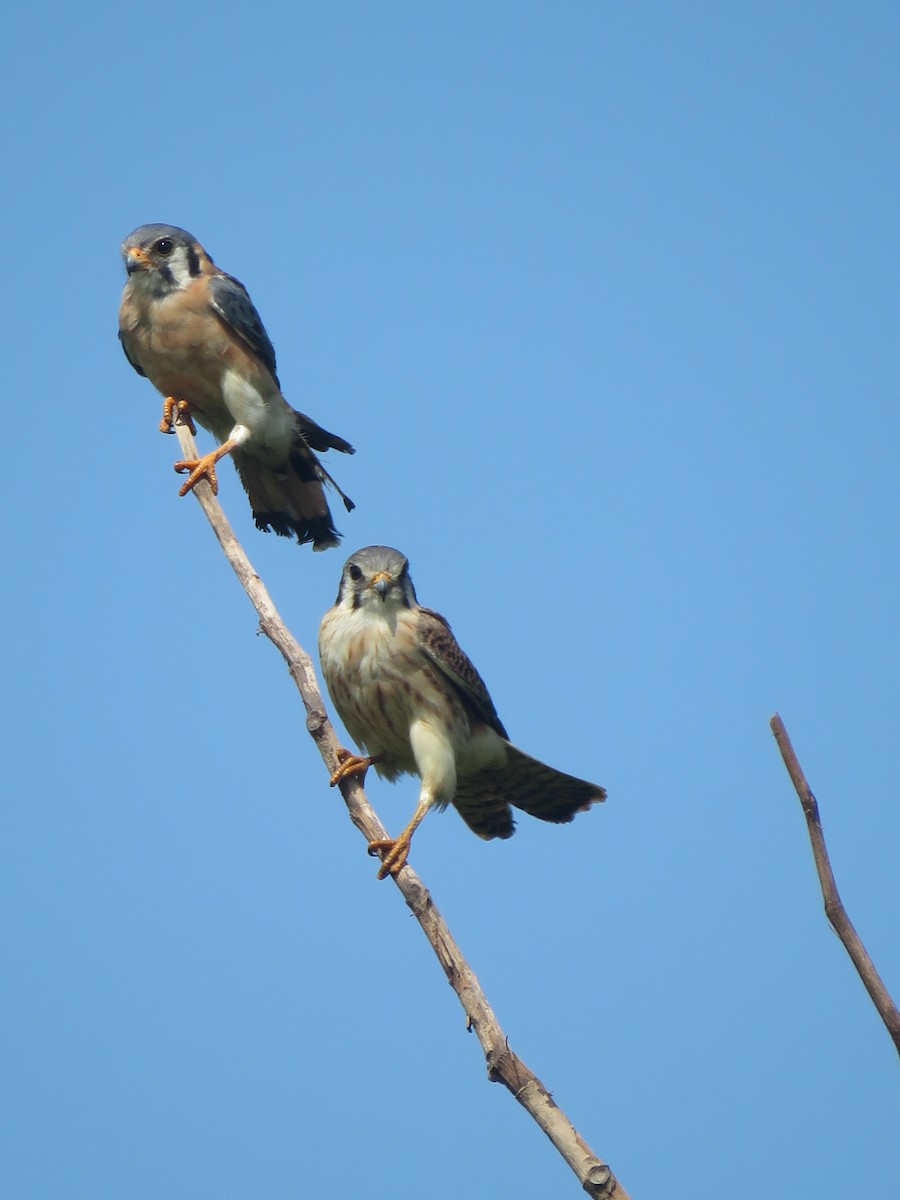 American Kestrel - Juan Zambrano