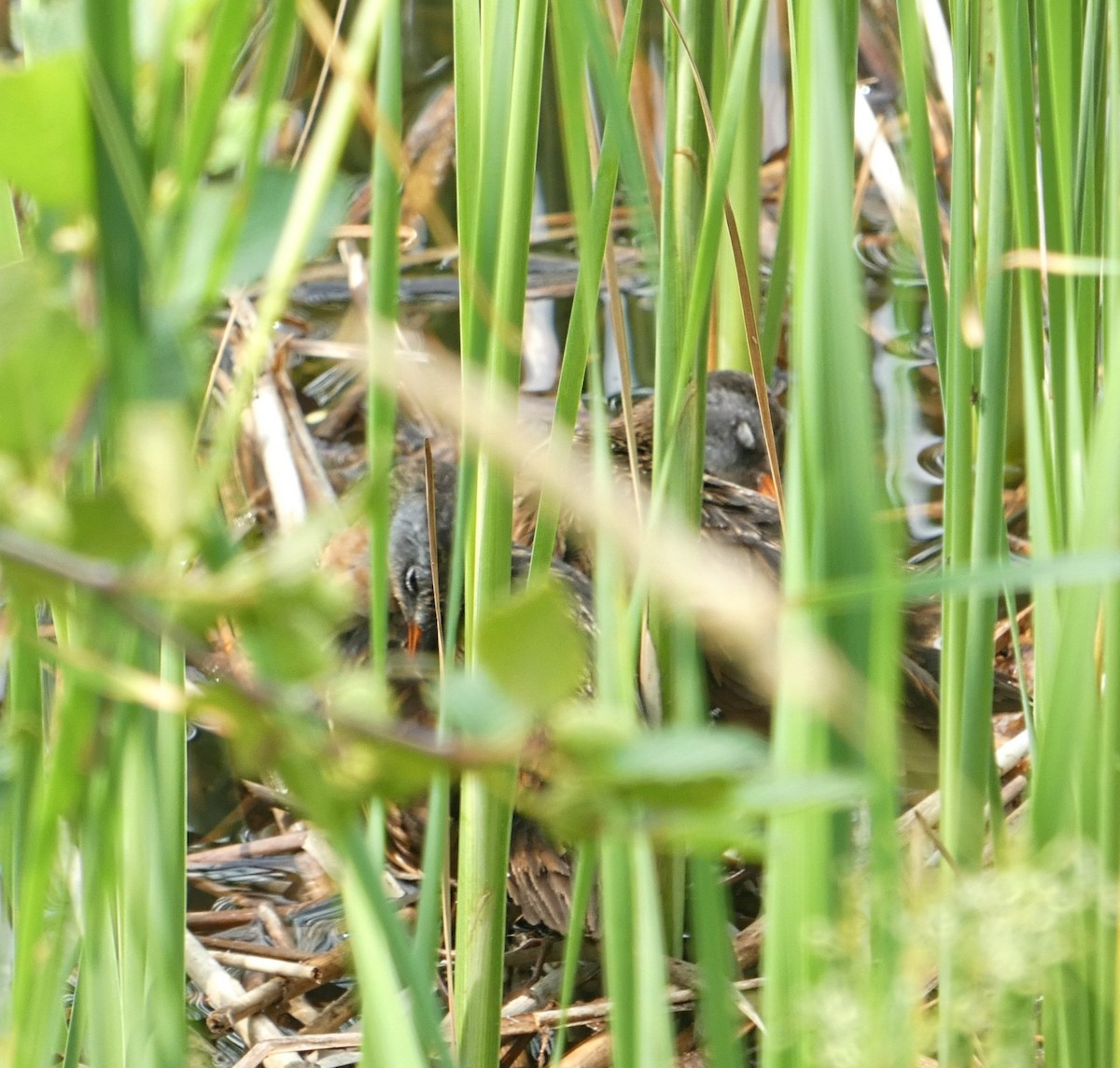 Virginia Rail - ML593472871