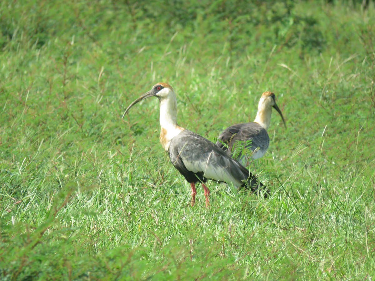 ibis bělokřídlý - ML593472991