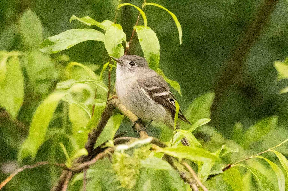 Hammond's Flycatcher - Ann Van Sant