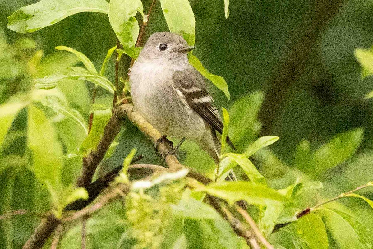 Hammond's Flycatcher - Ann Van Sant