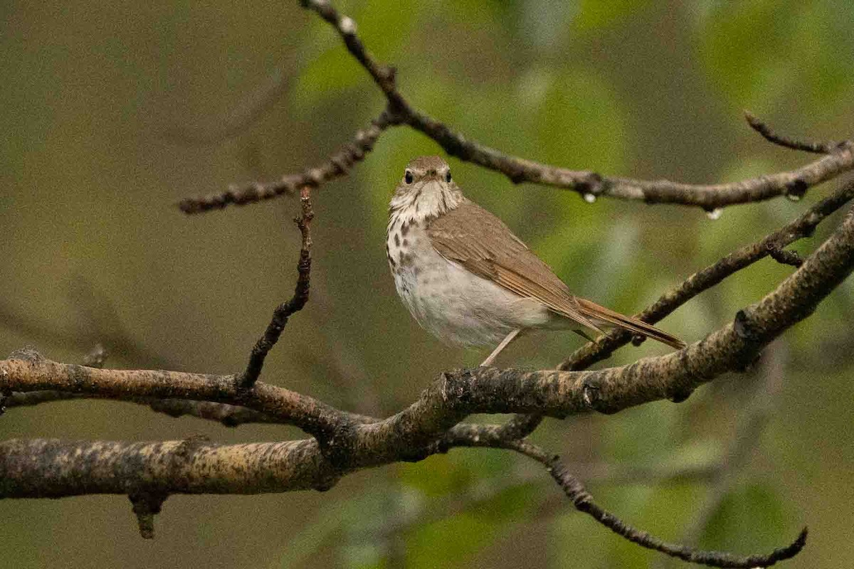 Swainson's Thrush - ML593473561