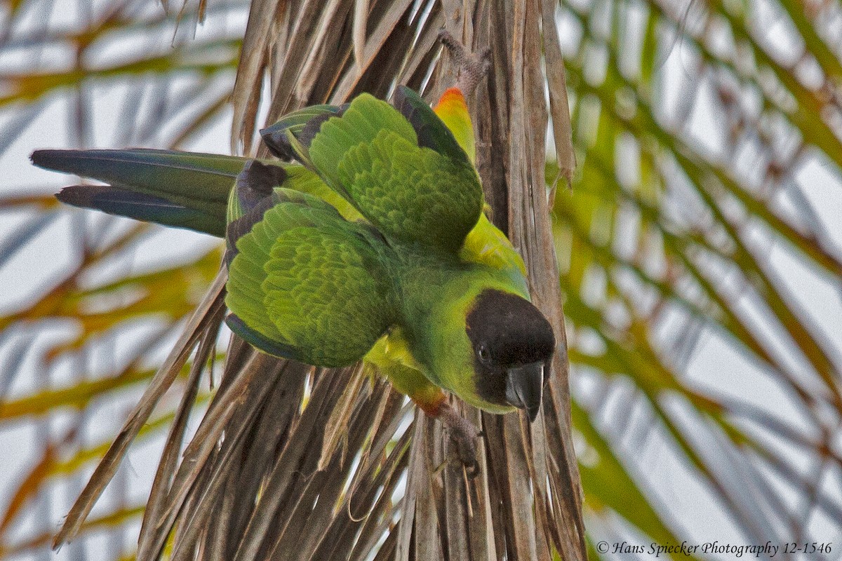 Nanday Parakeet - ML593473821