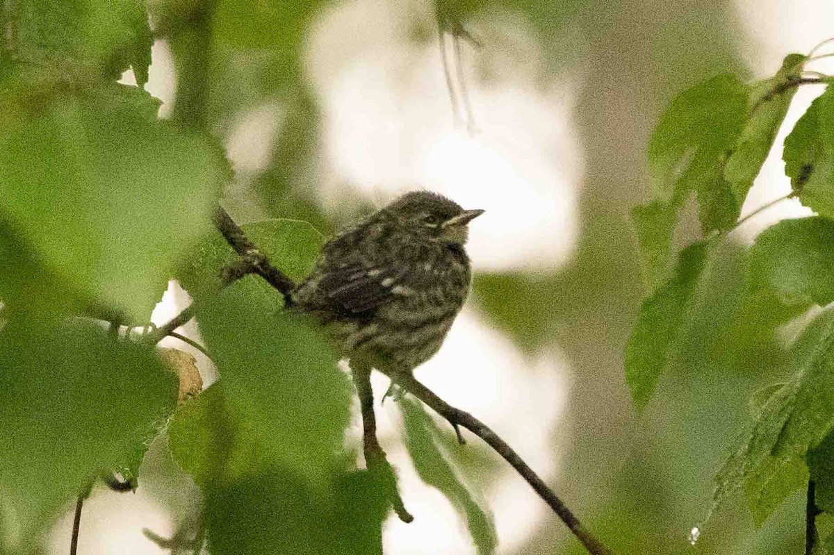 Yellow-rumped Warbler (Myrtle) - ML593473981