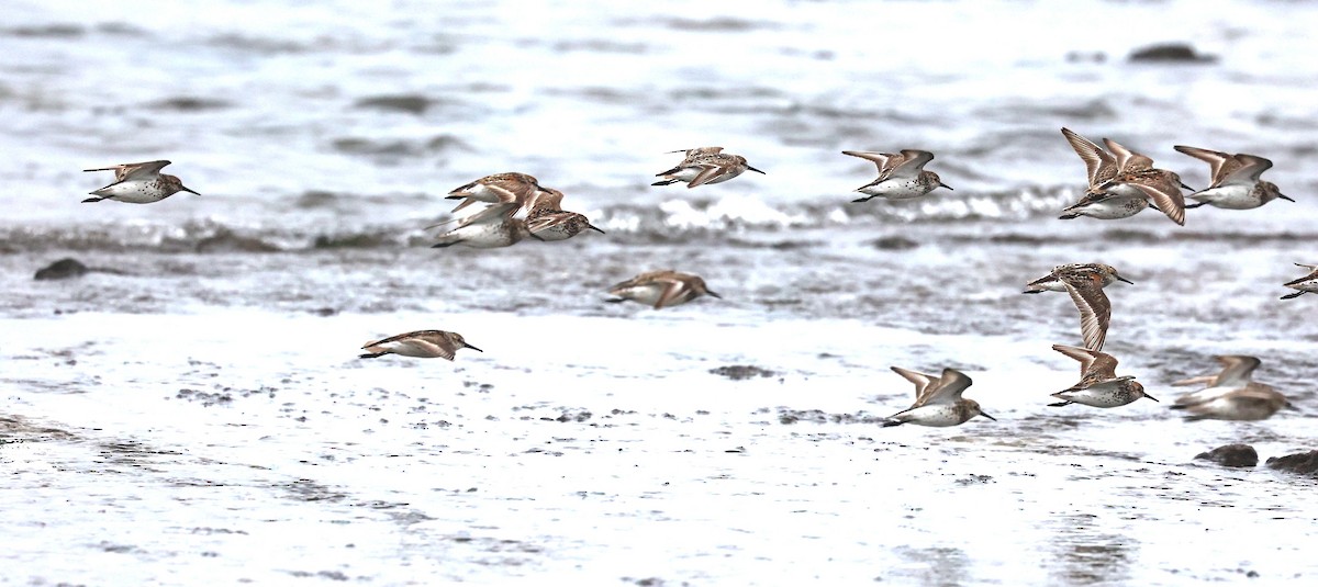 Western Sandpiper - ML593474041