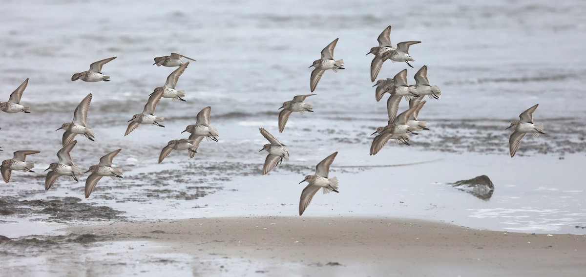 Western Sandpiper - ML593474061