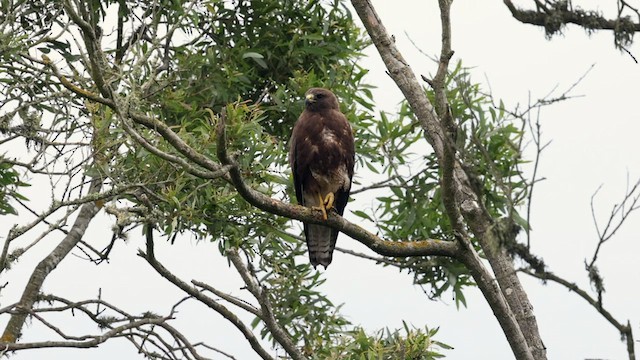 Swainson's Hawk - ML593474991