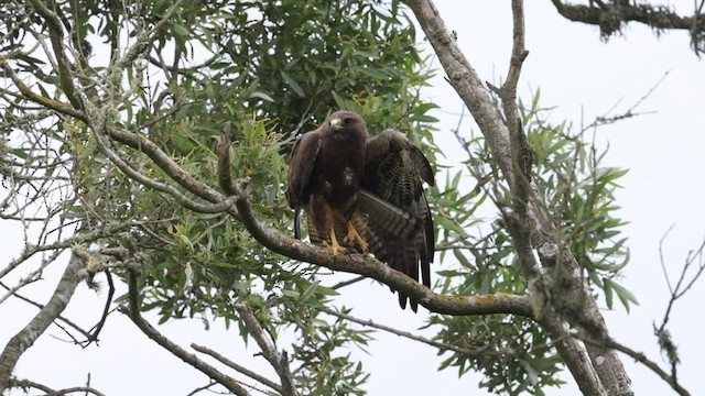 Swainson's Hawk - ML593475951