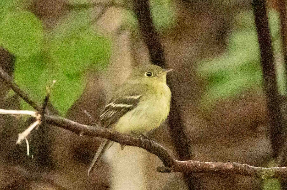 Yellow-bellied Flycatcher - ML593476611