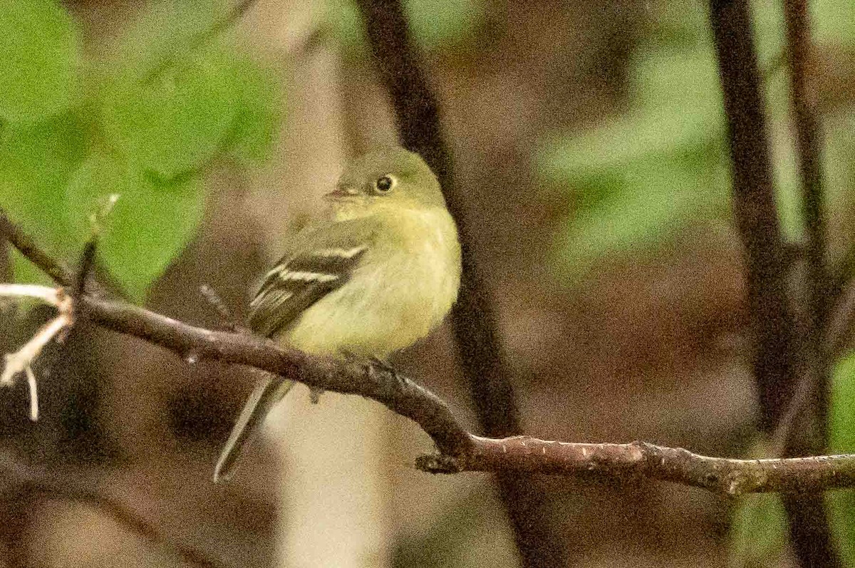 Yellow-bellied Flycatcher - ML593476631