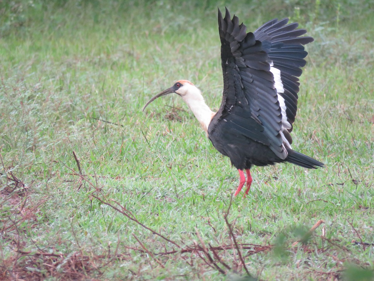 ibis bělokřídlý - ML593477011