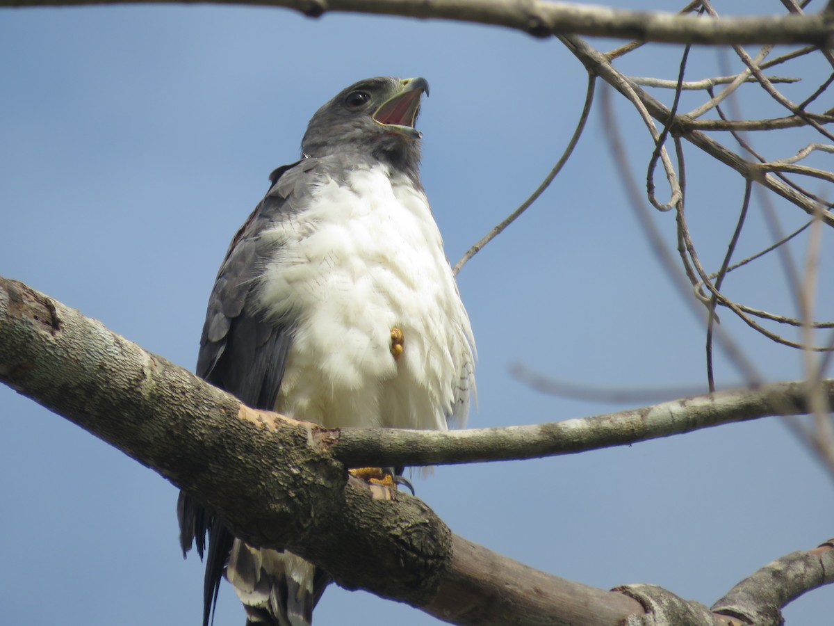 White-tailed Hawk - Juan Zambrano