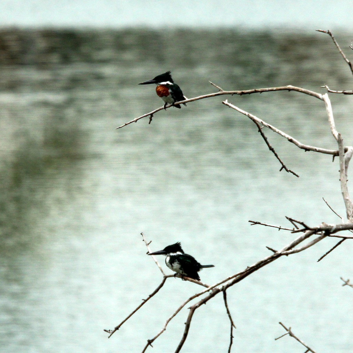 Martin-pêcheur d'Amazonie - ML593478481