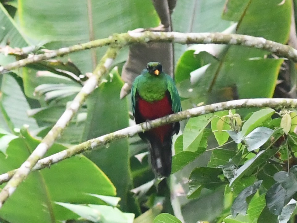 Golden-headed Quetzal - ML593479091