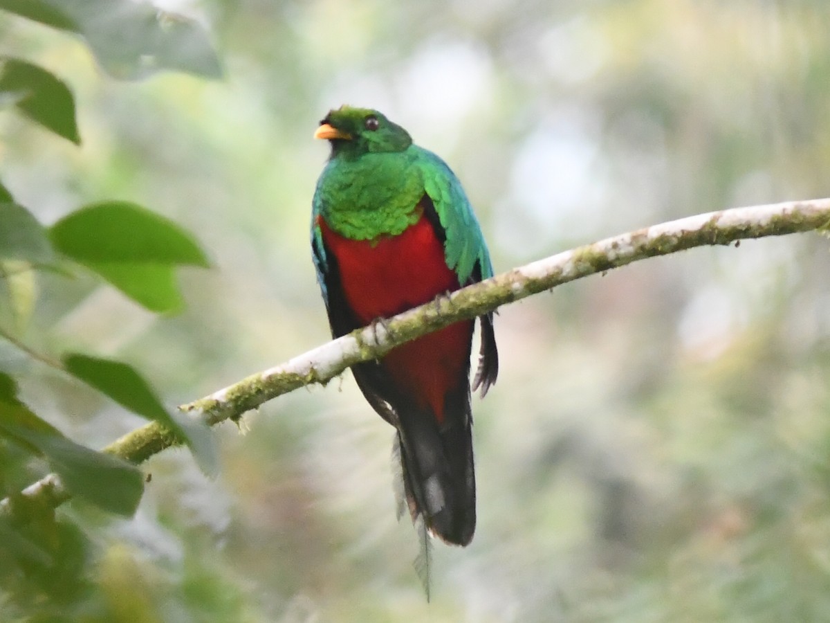 Golden-headed Quetzal - ML593479101