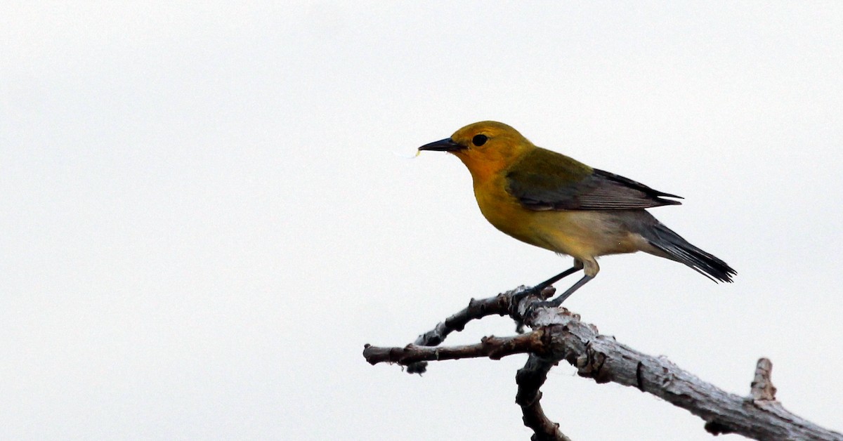 Prothonotary Warbler - ML593479591