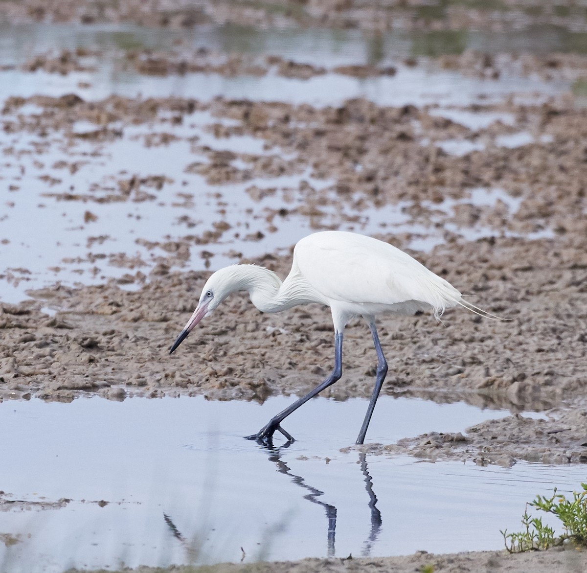 Reddish Egret - ML59348041