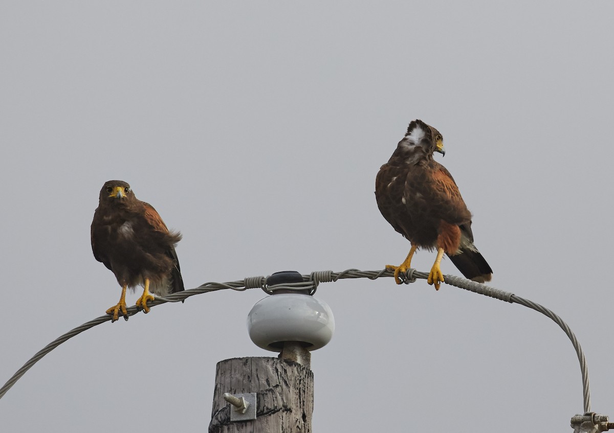 Harris's Hawk - ML59348121