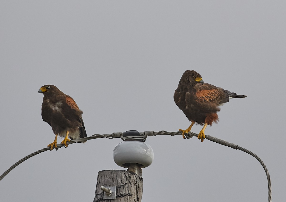 Harris's Hawk - Brooke Miller