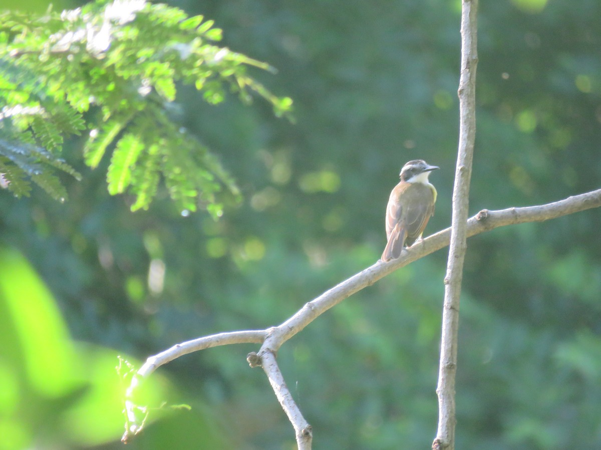 Lesser Kiskadee - ML593481371