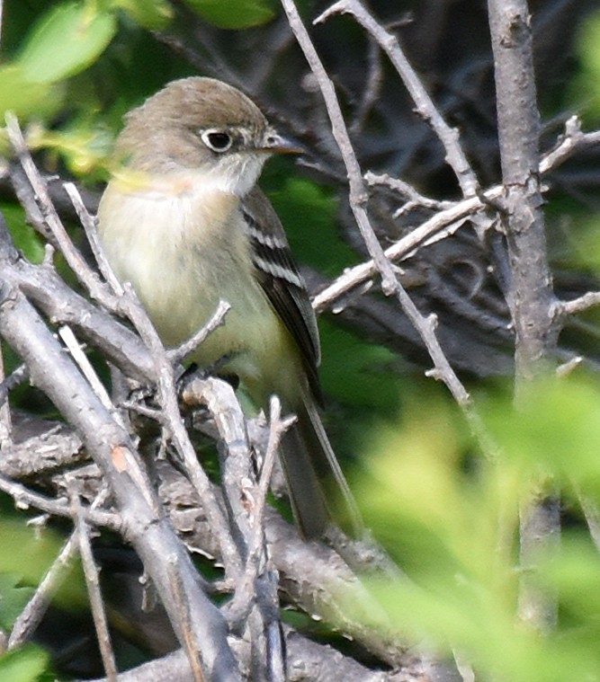 Least Flycatcher - ML59348151