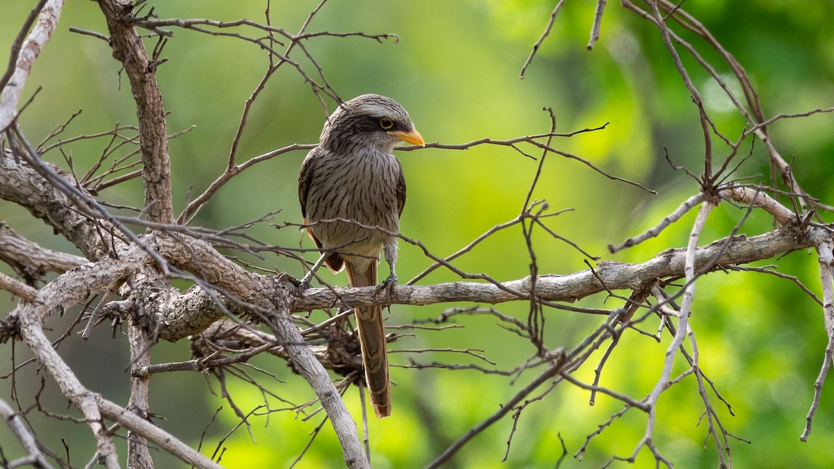 Yellow-billed Shrike - Mathurin Malby