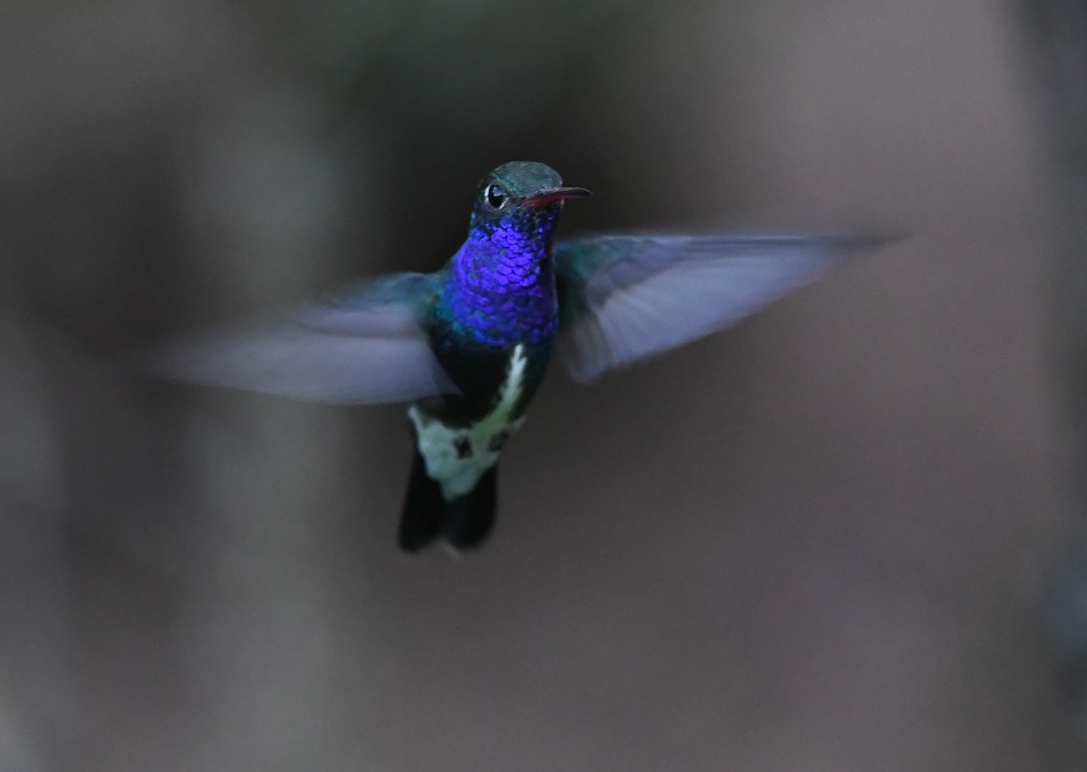 Sapphire-spangled Emerald - Joshua Vandermeulen