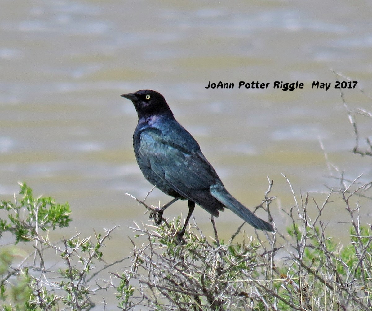 Brewer's Blackbird - ML59348381