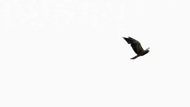 Swainson's Hawk - ML593483821