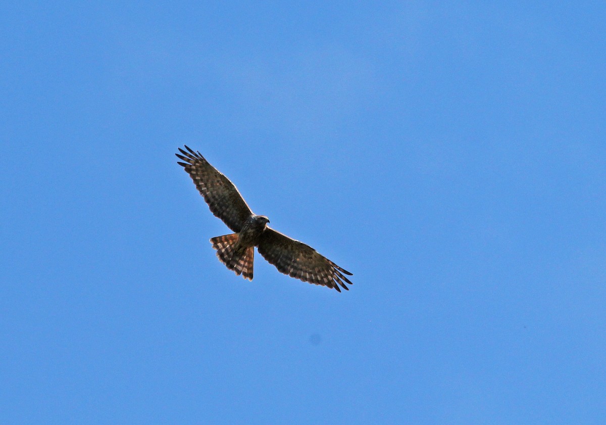 Aguilucho Lagunero de Reunión - ML593484401