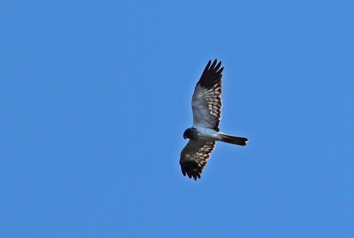 Aguilucho Lagunero de Reunión - ML593484411