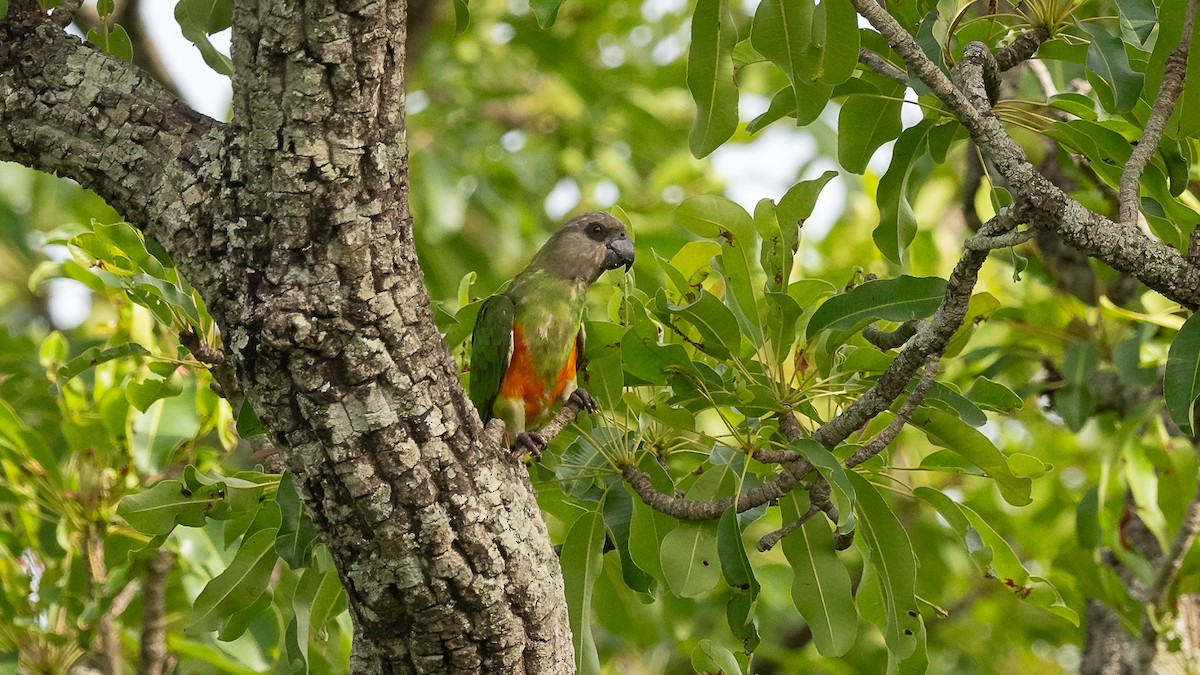 Senegal Parrot - Mathurin Malby