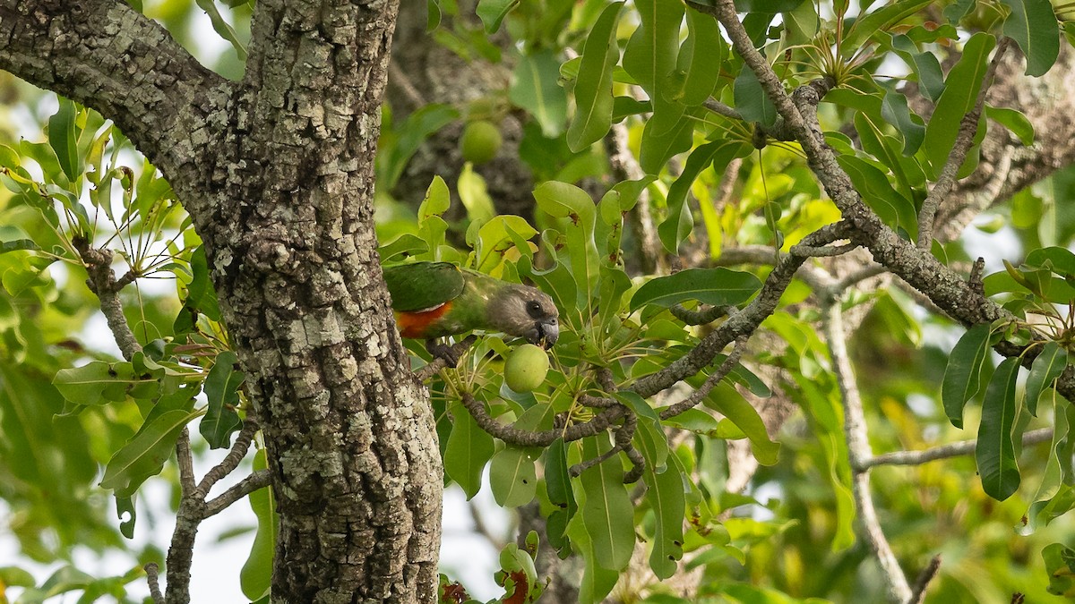 Senegal Parrot - Mathurin Malby