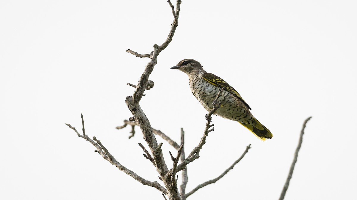 Red-shouldered Cuckooshrike - ML593485761