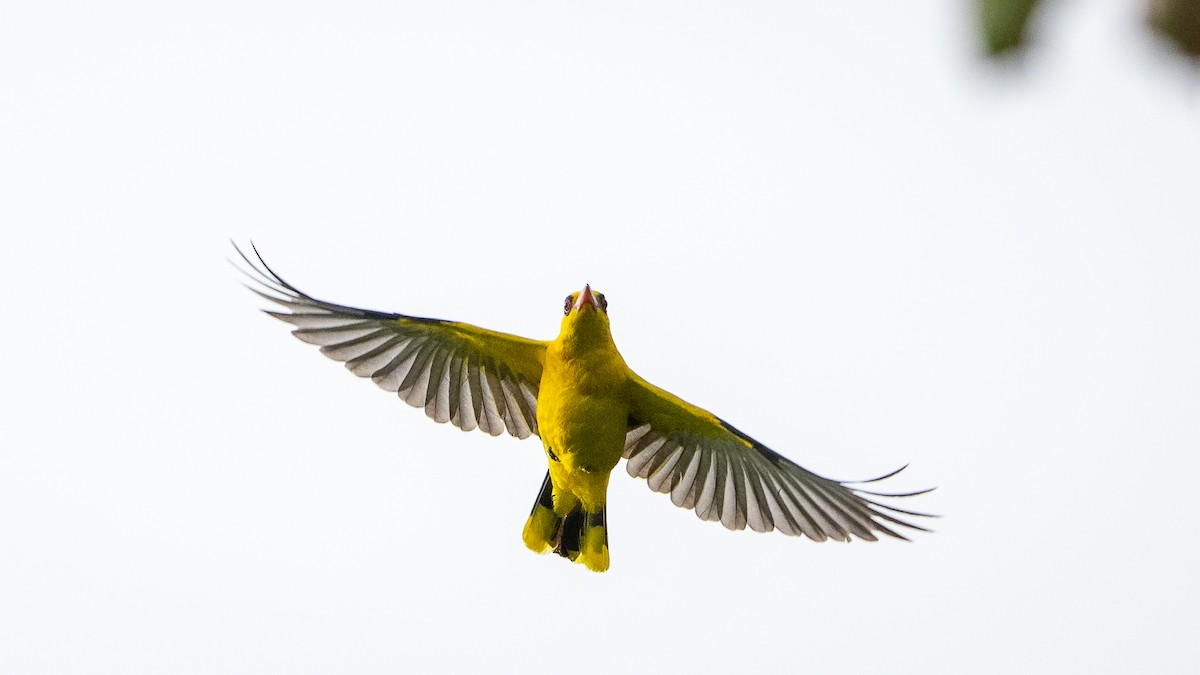 African Golden Oriole - Mathurin Malby