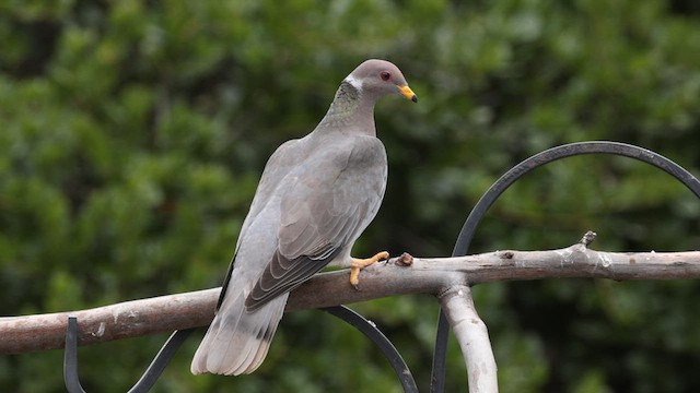 Полосатохвостый голубь [группа fasciata] - ML593486571