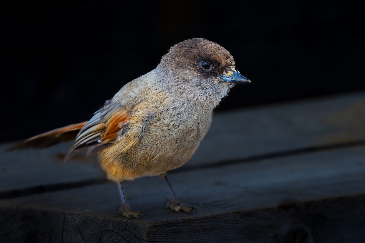 Siberian Jay - ML593486581